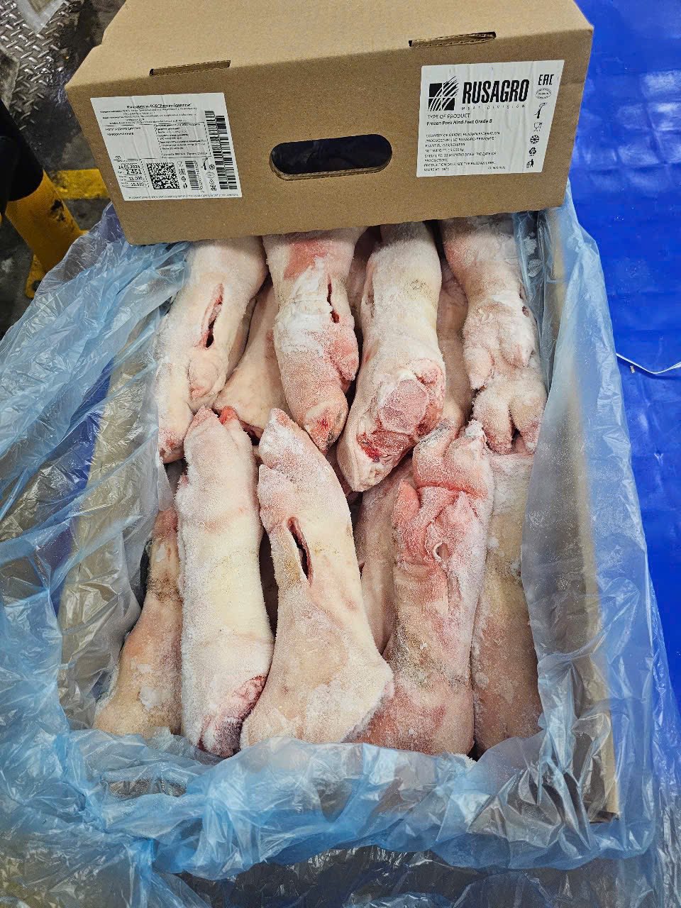 dựng heo trước rusagro nga