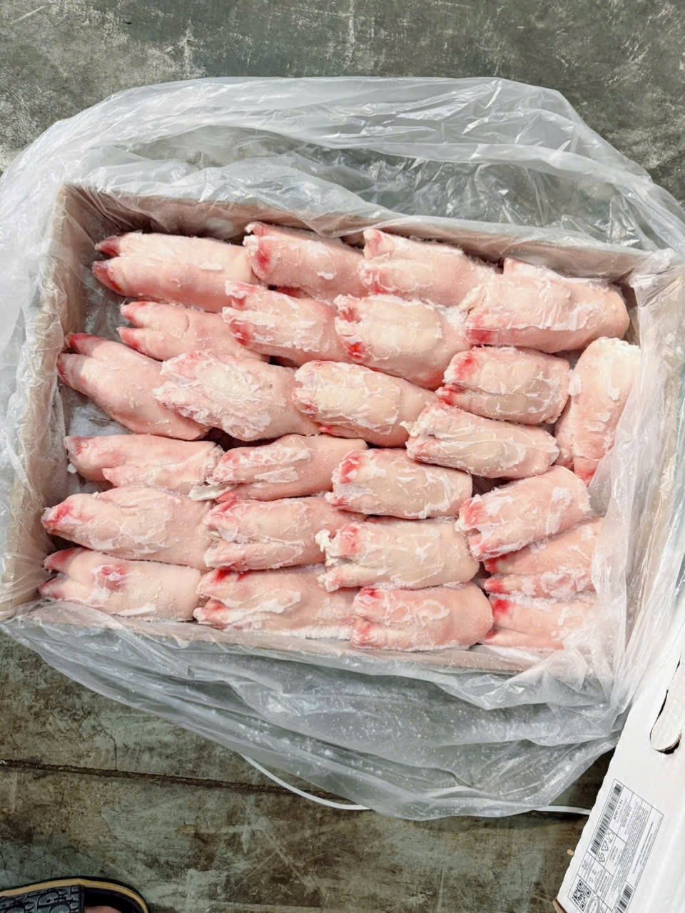 dựng heo trước alegra brazil