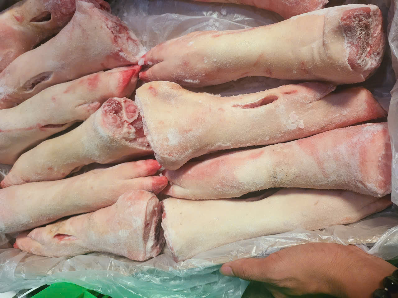 dựng heo sau becambell úc