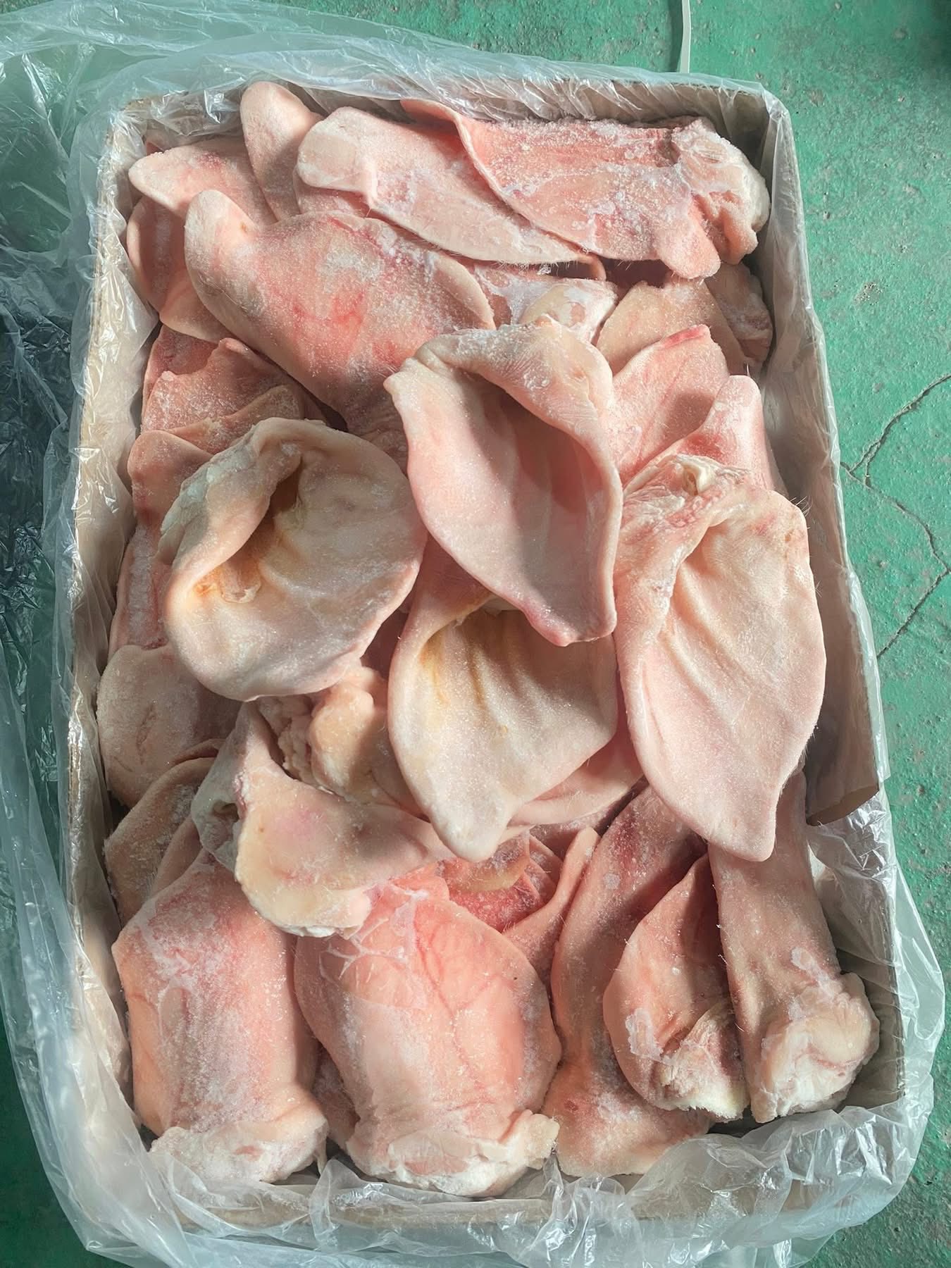 tai heo dadyma giá sỉ